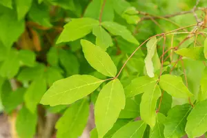 Acer triflorum - 125-150 CM C45 - image 5