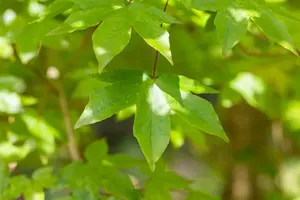 Acer zoeschense 'Annae'