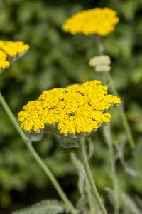 Achillea 'Coronation Gold' - 2 Ltr pot - image 2