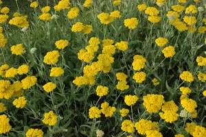 Achillea 'Coronation Gold' - 2 Ltr pot - image 3