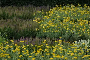 Achillea 'Coronation Gold' - 2 Ltr pot - image 4