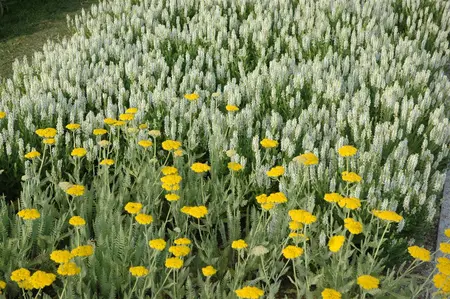 Achillea 'Coronation Gold' - 2 Ltr pot - image 5