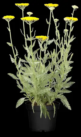 Achillea 'Coronation Gold' - 2 Ltr pot - image 1