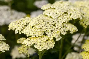 Achillea 'Credo'