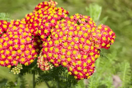 Achillea 'Feuerland' - P9