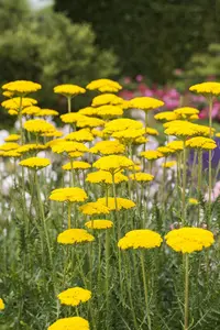 Achillea fil. 'Cloth of Gold'