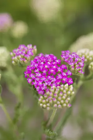 Achillea 'Firefly Peach Sky' - 2 Ltr pot - image 1