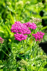 Achillea 'Firefly Peach Sky' - 2 Ltr pot - image 4