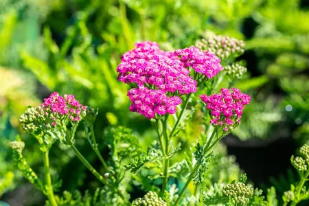 Achillea 'Firefly Peach Sky' - 2 Ltr pot - image 3