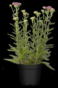 Achillea 'Firefly Peach Sky' - 2 Ltr pot - image 2