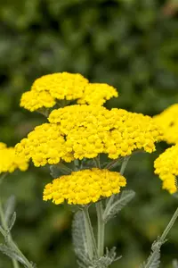 Achillea 'Little Moonshine' - P9 - image 2