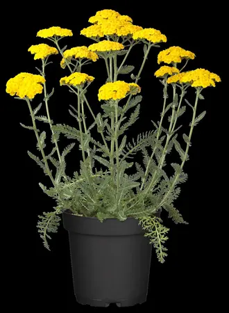 Achillea 'Little Moonshine' - P9 - image 1