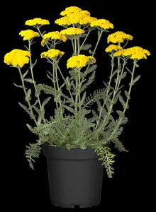 Achillea 'Little Moonshine'