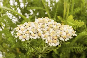 Achillea mil. 'Apple Blossom' - 2 Ltr pot - image 2