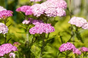 Achillea mil. 'Apple Blossom' - 2 Ltr pot - image 5