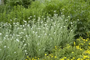 Achillea mil. 'Apple Blossom' - 2 Ltr pot - image 3