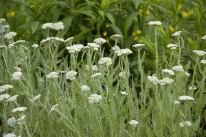 Achillea mil. 'Apple Blossom' - 2 Ltr pot - image 4