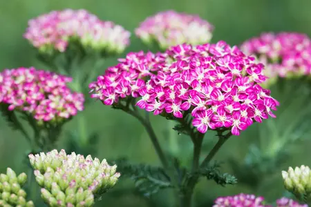 Achillea mil. 'Cerise Queen' - 1.5 Ltr pot