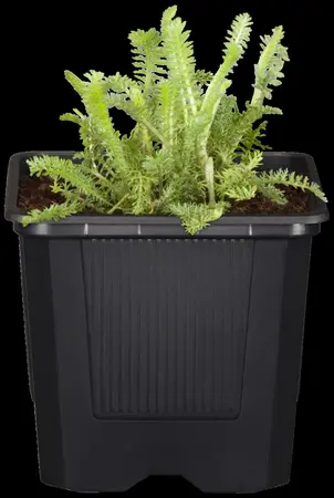 Achillea mil. 'Crazy Little Thing'? - 2 Ltr pot - image 1