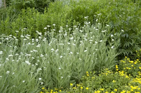 Achillea mil. 'Crazy Little Thing'? - 2 Ltr pot - image 3