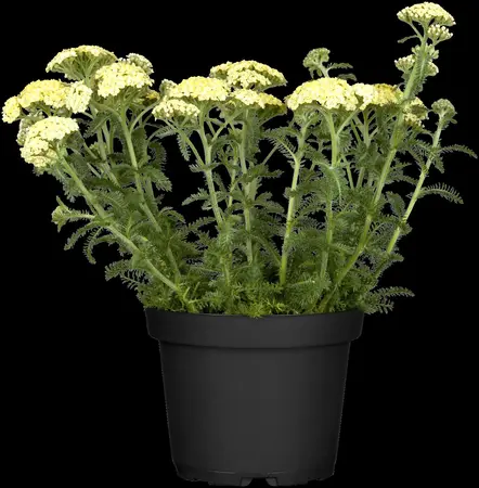 Achillea mil. 'Desert Eve Light Yellow' - 2 Ltr pot