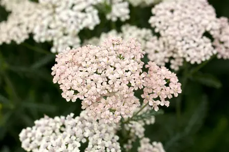 Achillea mil. 'Lachssch?nheit' - P9