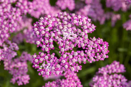 Achillea mil. 'Lilac Beauty' - P9