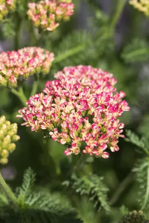 Achillea mil. 'Milly Rock Rose' - P11