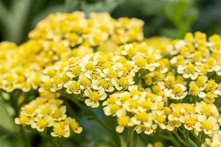 Achillea mil. 'Milly Rock Yellow Terracotta' - P11 - image 1