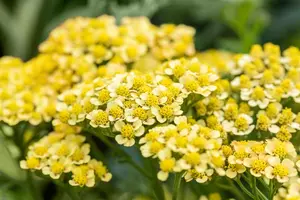 Achillea mil. 'Milly Rock Yellow Terracotta'