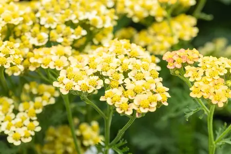 Achillea mil. 'Milly Rock Yellow Terracotta' - P11 - image 2