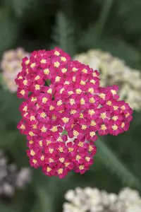 Achillea mil. 'Paprika' - 2 Ltr pot - image 2