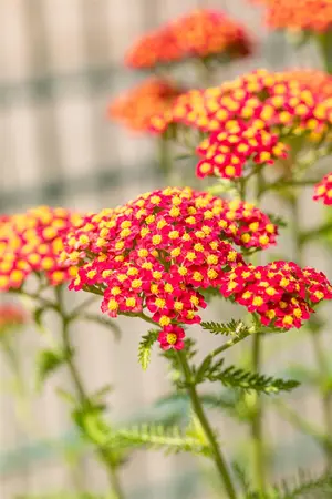 Achillea mil. 'Paprika' - 2 Ltr pot - image 5