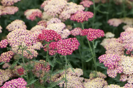 Achillea mil. 'Paprika' - 2 Ltr pot - image 1