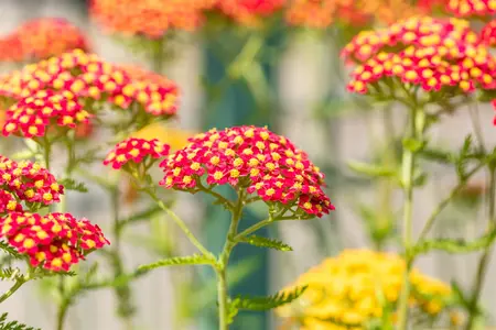 Achillea mil. 'Paprika' - 2 Ltr pot - image 3