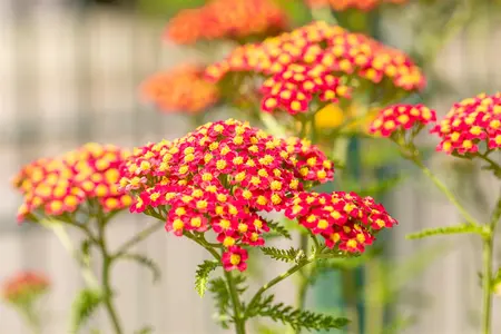 Achillea mil. 'Paprika' - 2 Ltr pot - image 4