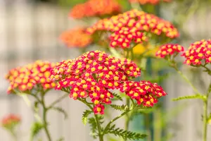 Achillea mil. 'Paprika' - 2 Ltr pot - image 4