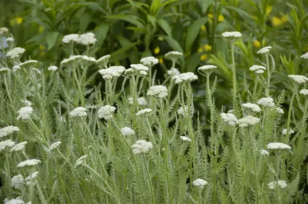 Achillea mil. 'Red Beauty' - P9 - image 4