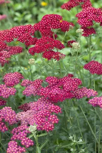 Achillea mil. 'Red Velvet' - 2 Ltr pot - image 2