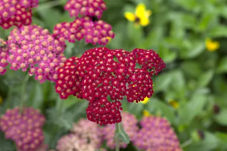 Achillea mil. 'Red Velvet' - 2 Ltr pot - image 1