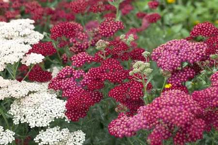 Achillea mil. 'Red Velvet' - 2 Ltr pot - image 3