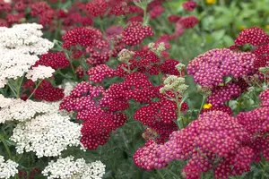 Achillea mil. 'Red Velvet' - 2 Ltr pot - image 3