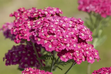 Achillea mil. 'Saucy Seduction' - P9 - image 1