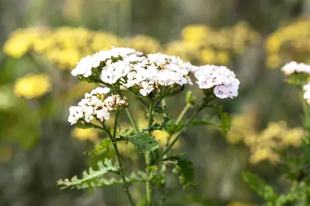 Achillea mil. 'White Beauty' - P9