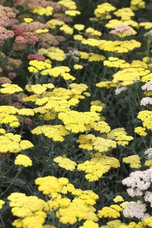 Achillea 'Moonshine' - 2 Ltr pot - image 2