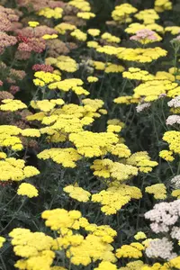 Achillea 'Moonshine' - 2 Ltr pot - image 2