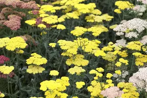 Achillea 'Moonshine'