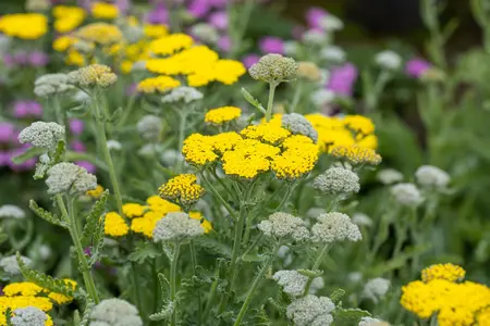 Achillea 'Moonshine' - 2 Ltr pot - image 4