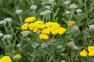 Achillea 'Moonshine' - 2 Ltr pot - image 5