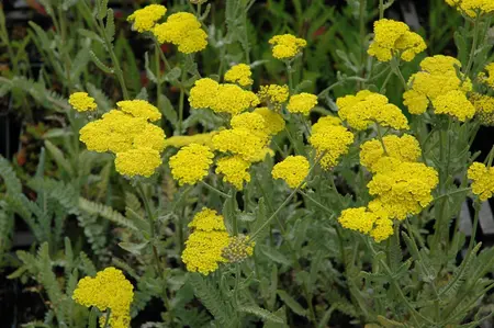 Achillea 'Moonshine' - 2 Ltr pot - image 3